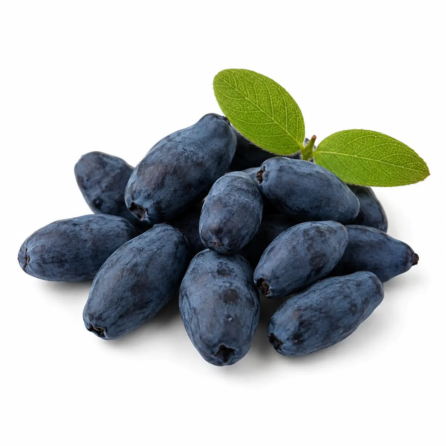 ロニセラカエルレア果汁